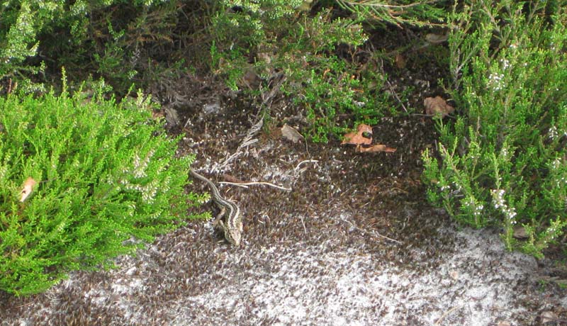 Lacerta Agilis e Zootoca Vivipara.